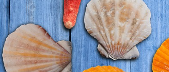  Seashells